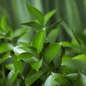 Florida ruscus leaves sprouting