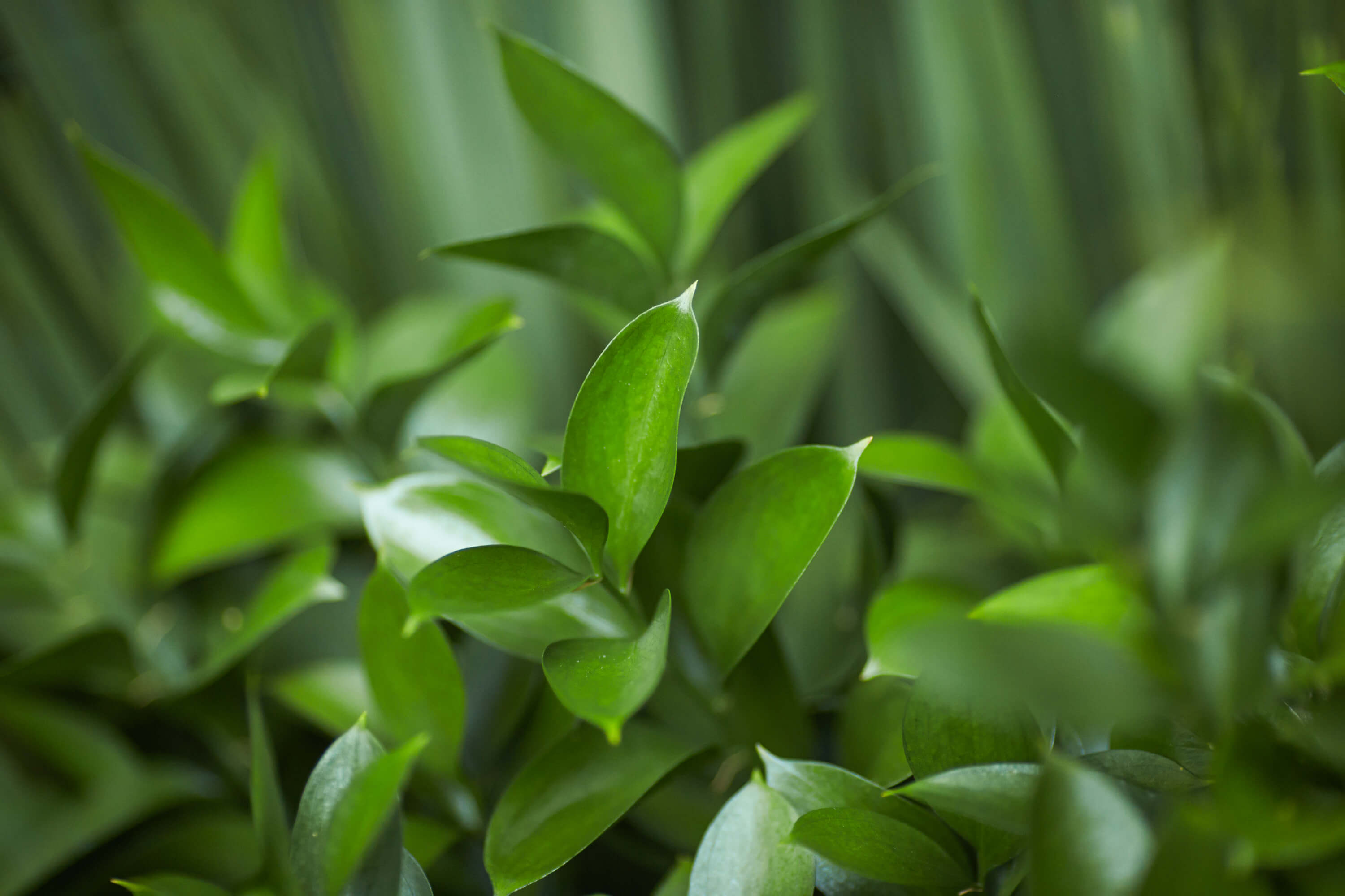 Florida ruscus leaves sprouting