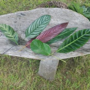 Assorted calathea leaves in different shades of green and red