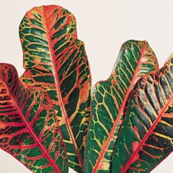 Bundle of red and green croton leaves