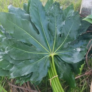 Bundle of Aralia (Fatsia Japonica) leaves lying on grass