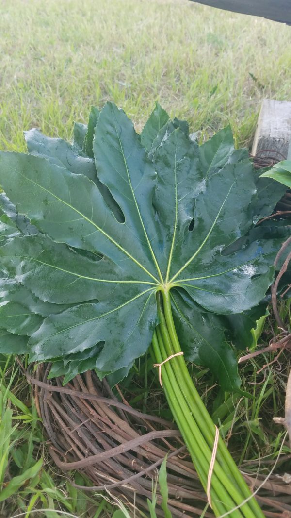 Bundle of Aralia (Fatsia Japonica) leaves lying on grass