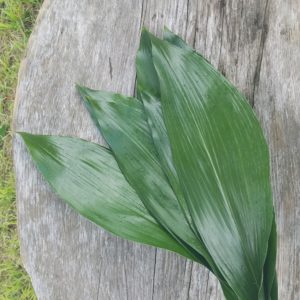 Bunch of apidistra cast iron plant leaves on a wood table