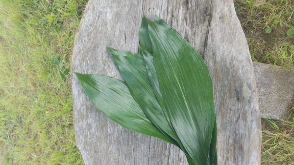 Bunch of apidistra cast iron plant leaves on a wood table