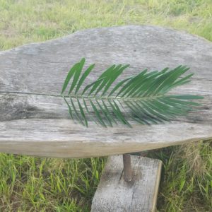 Coontie fern frond on a wooden table