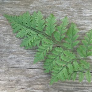 Carolina fern frond on wood