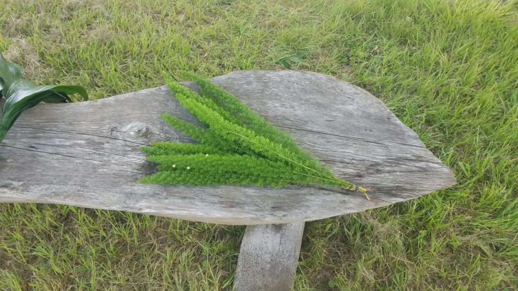 Foxtail Fern | Home-Grown Greens - Alpha Fern