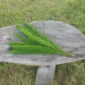 Bundle of foxtail ferns on a wooden table