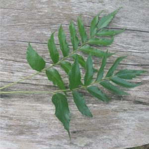 Holly fern frons on wood