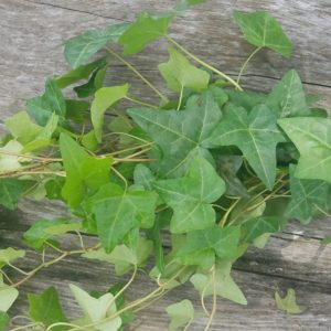 Bundle of ivy vines on wood