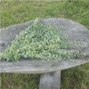 Bundle of ligustrum on a wood table