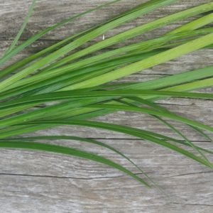 Bundle of lily grass on wood