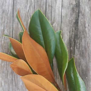Brown and green magnolia leaves on wood