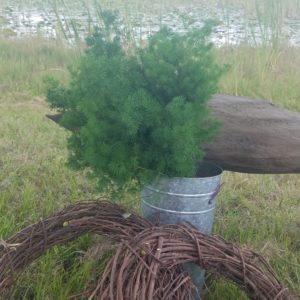 Ming fern in a silver bucket