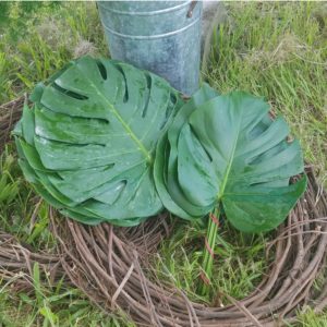 Monstera split leaf fronds