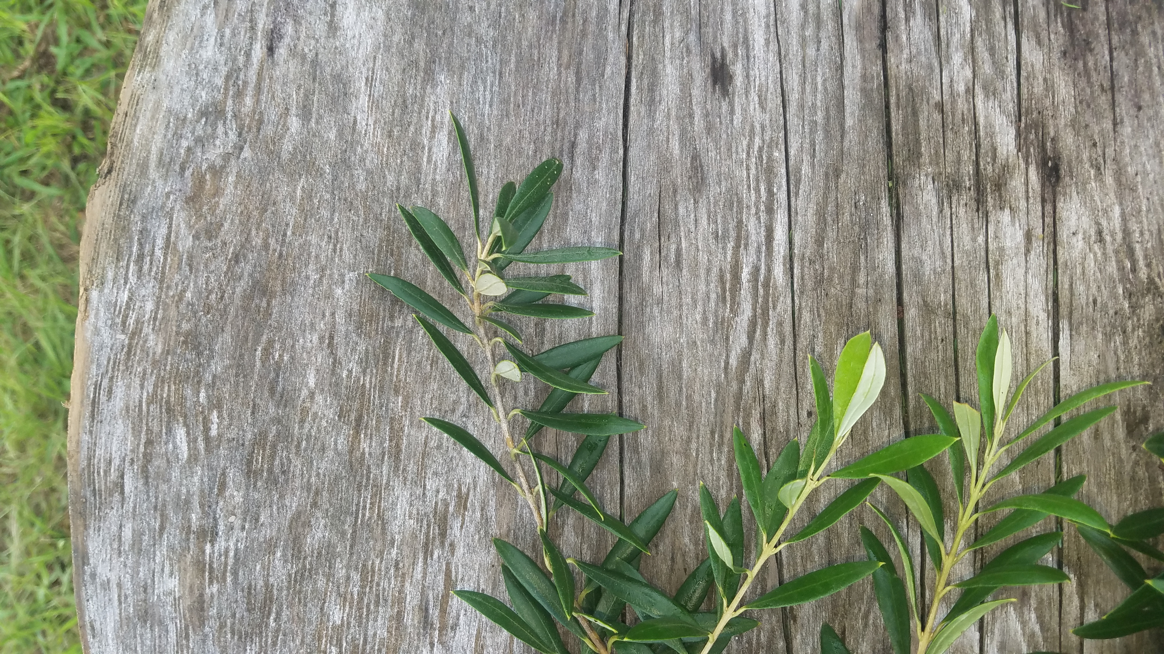 Olive Branches  Home-Grown Greens - Alpha Fern