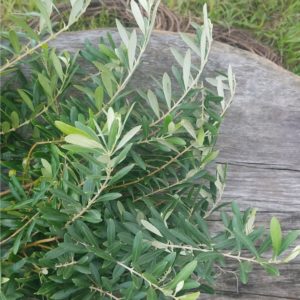 Bundle of olive branches on a wooden table