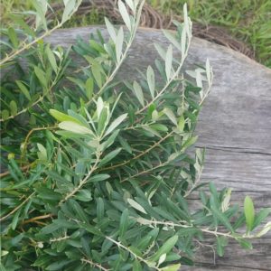 Fresh Salal, Tree Fern & Bear Grass Premium Garland By Pacific