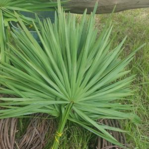 bundle of palmetto fans on grass