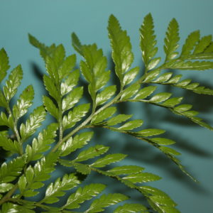 Stem of leatherleaf in front of a wall