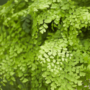 Maidenhair fern leaves