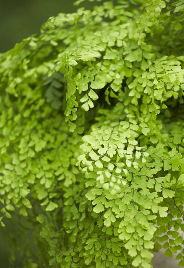 Maidenhair fern leaves