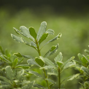 Pittosporum leaves growing