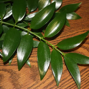 Podocarpus nagi leaves on a wood table