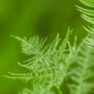 Plumosus asparagus growing outside