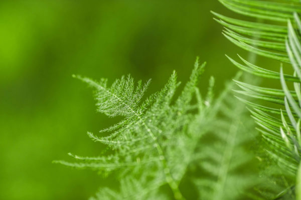 Plumosus asparagus growing outside