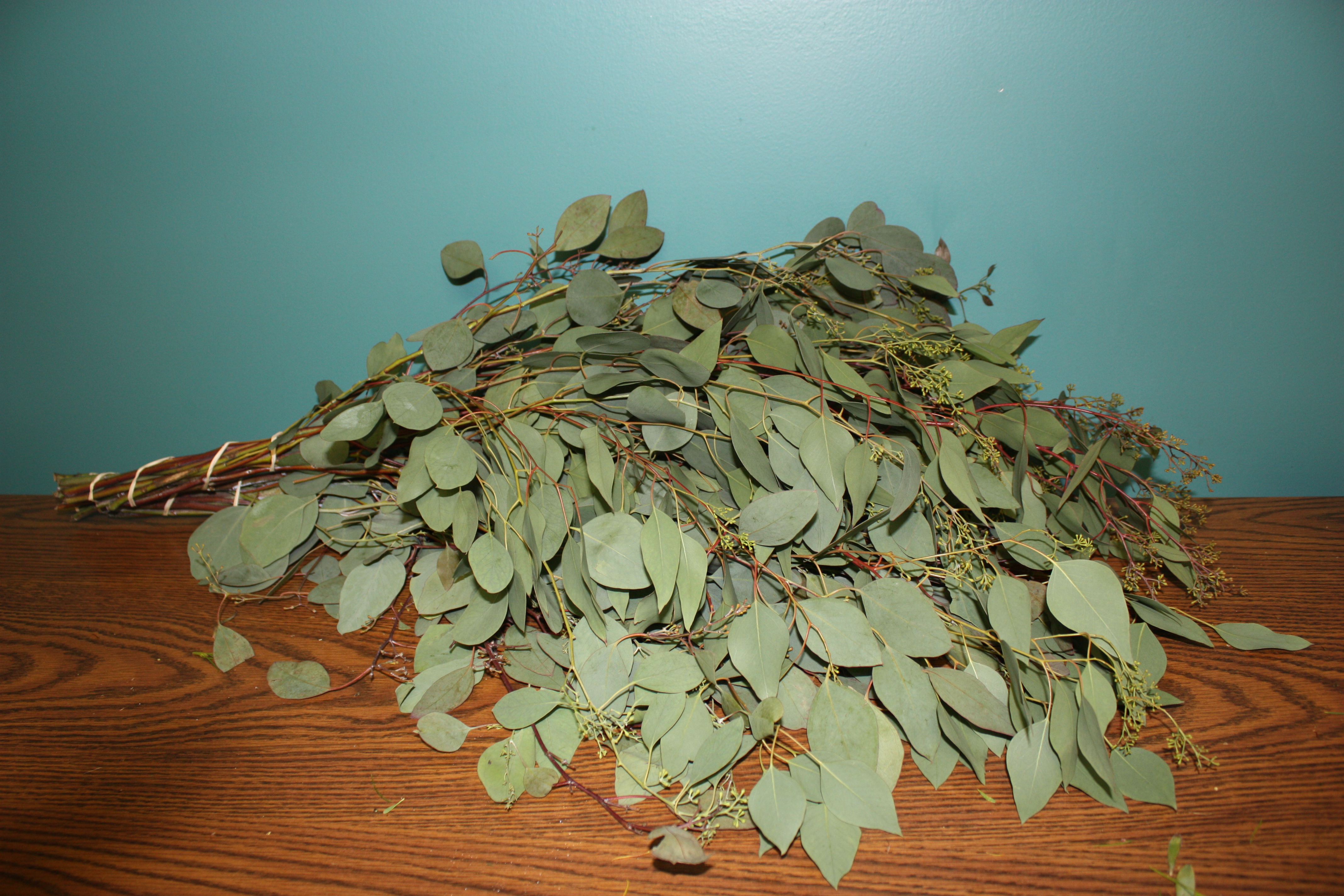 Eucalyptus Varieties
