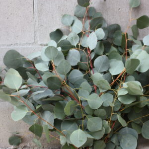 Clusters of baby blue Eucalyptus branches with small, circular, bluish-green leaves arranged in a staggered pattern.