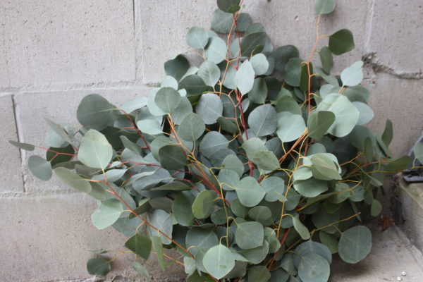 Clusters of baby blue Eucalyptus branches with small, circular, bluish-green leaves arranged in a staggered pattern.