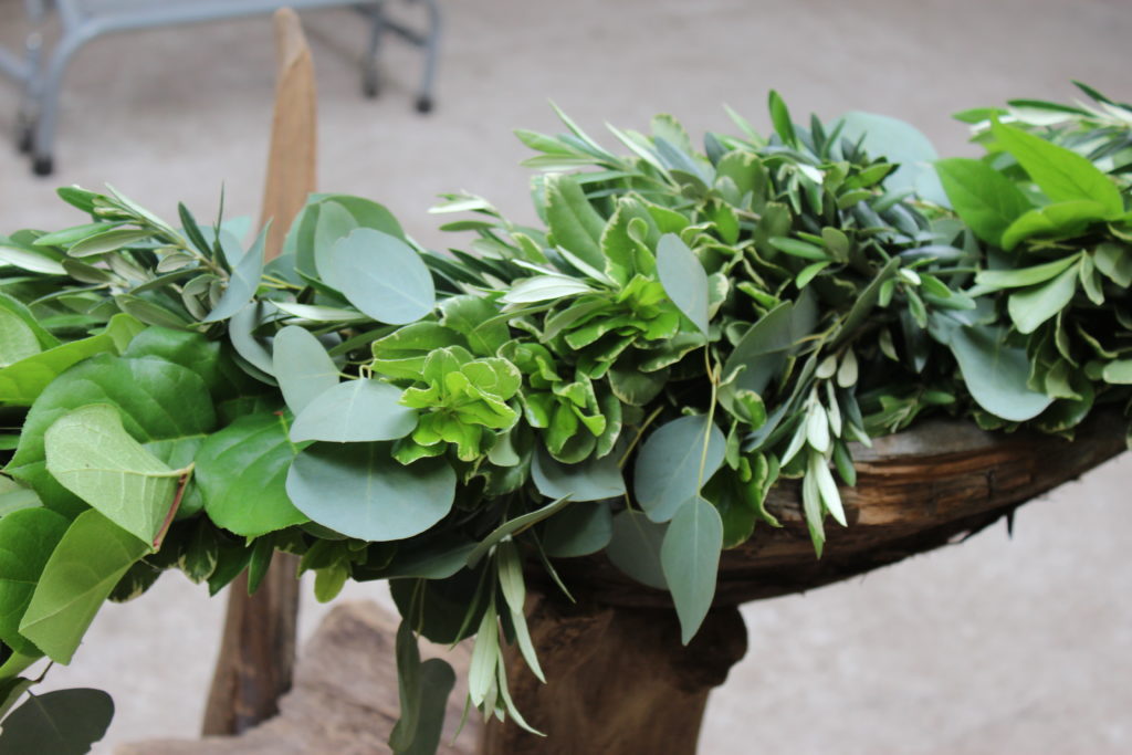 Eucalyptus-Olive-Pittosporum-