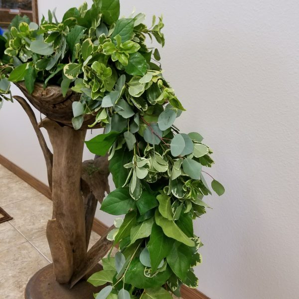 Eucalyptus, Pittosporum & Salal