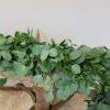 Eucalyptus & Italian Ruscus