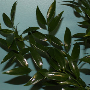 Italian ruscus leaves iin front of a wall