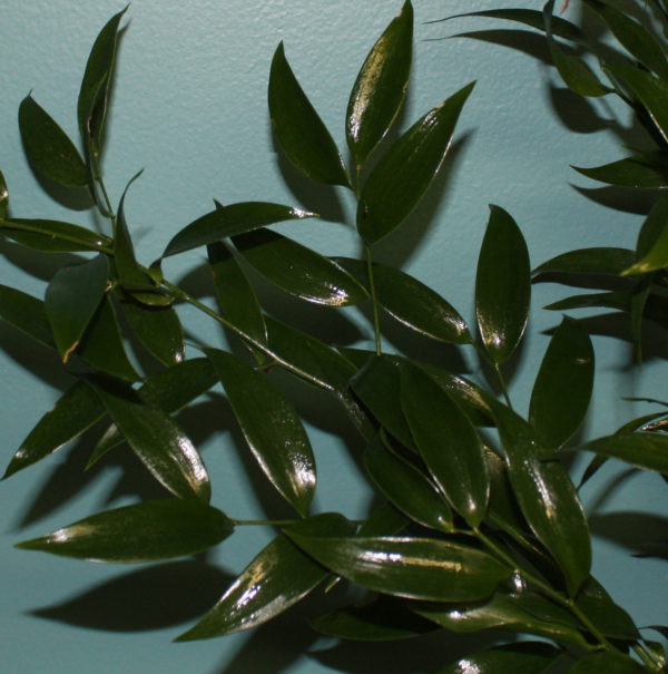 Italian ruscus leaves iin front of a wall