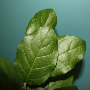 Salal lemon leaves in front of a teal wall