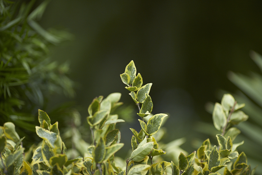 Moss, Fresh Sheet  Cut Floral Greens - Alpha Fern