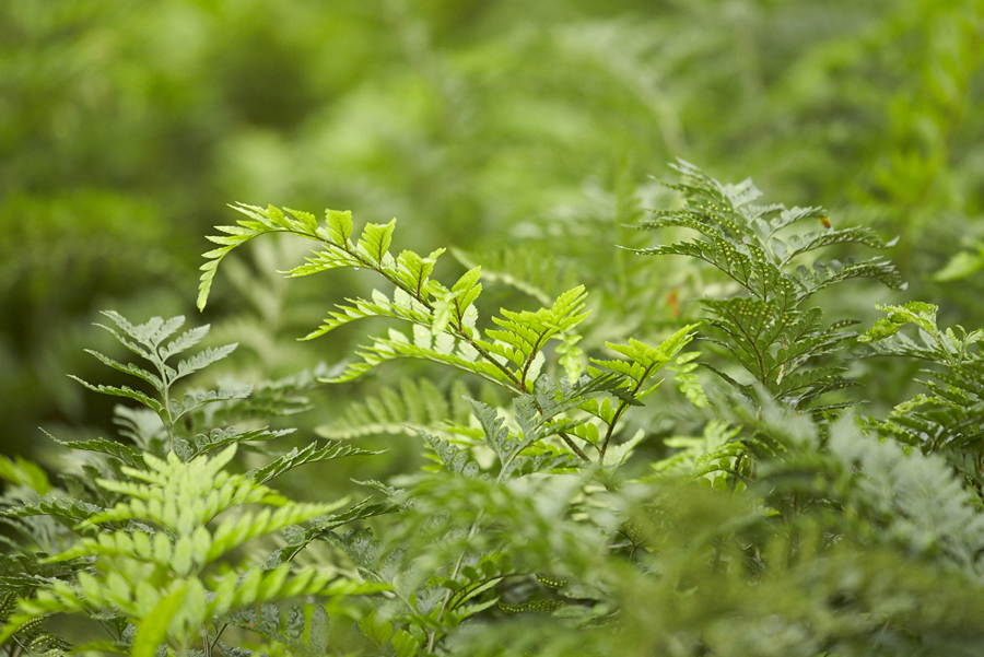 Alpha Fern Greenery