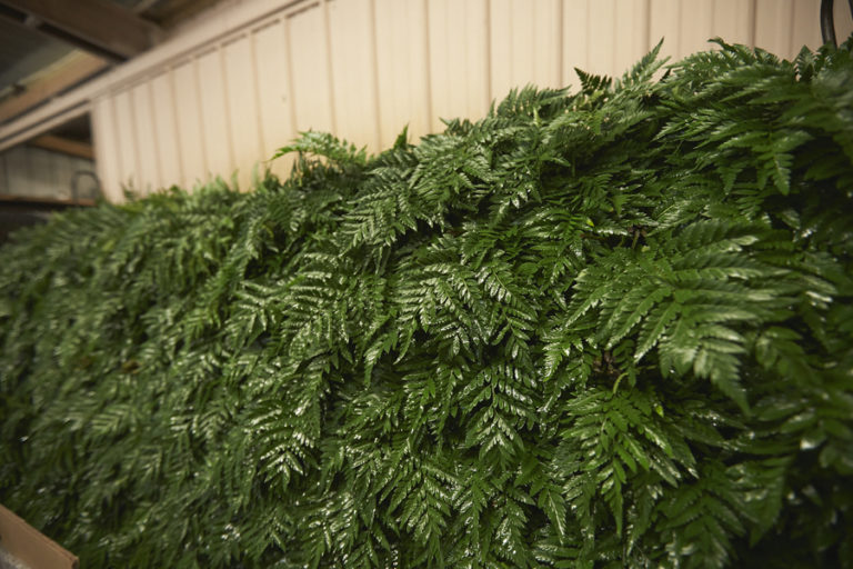 5 Tips For Keeping Bulk Greenery Fresh Alpha Fern