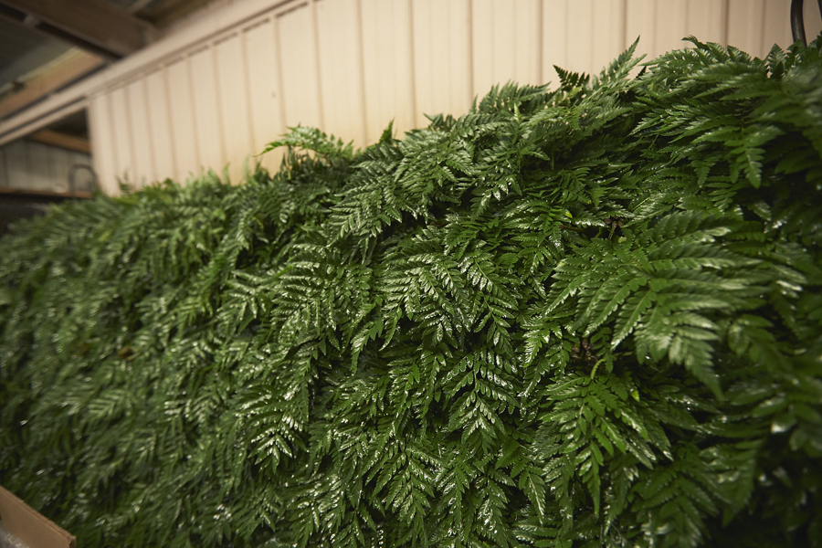 An image of Alpha Fern's bulk greenery ferns. 