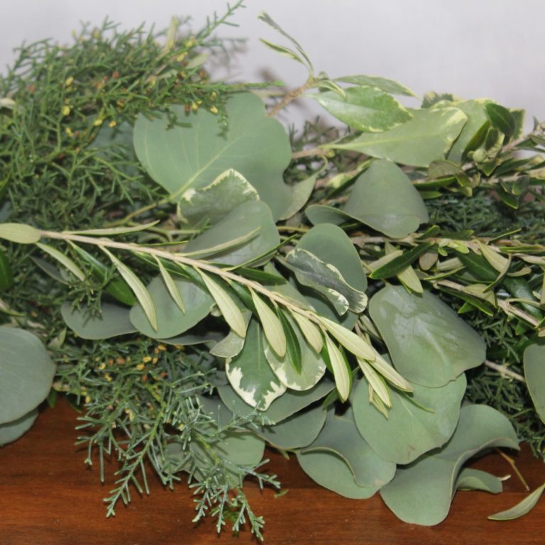 Cedar, Eucalyptus, and Olive - Alpha Fern
