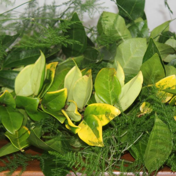 Cocculus, Ligustrum, Plumosus & Salal - Image 4