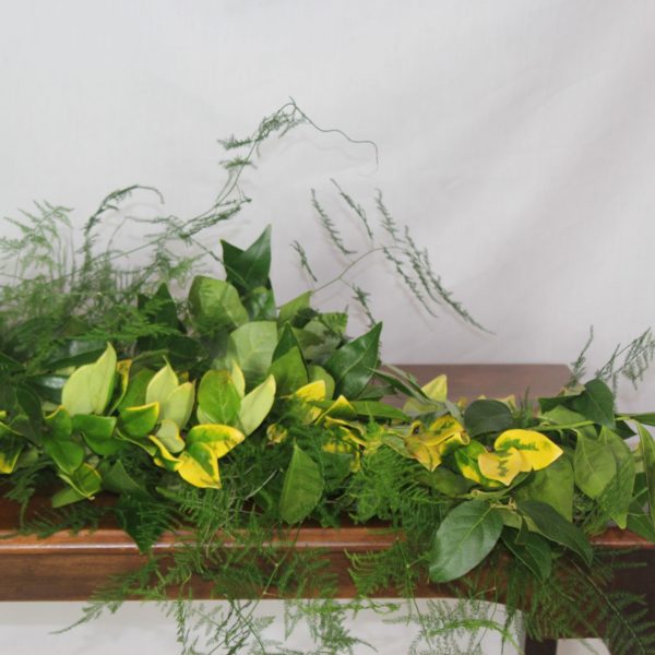 Cocculus, Ligustrum, Plumosus & Salal