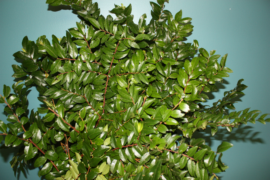 Closeup of Huck foliage used for filler greens for bouquets.