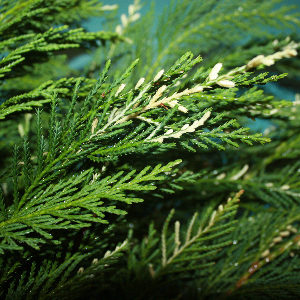 Leyland cypress cuttings