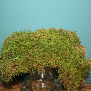 A fresh sheet of moss on a glass vase