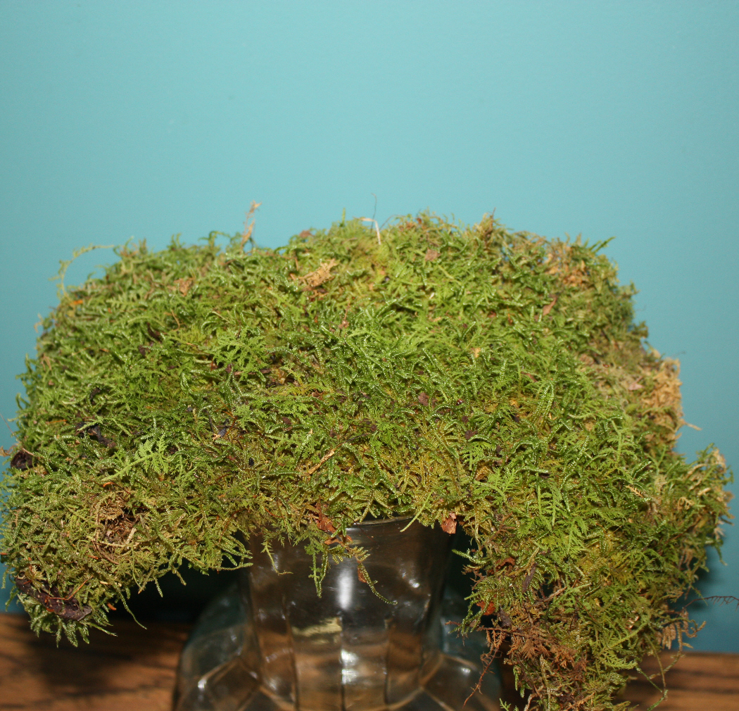 Moss, Fresh Sheet  Cut Floral Greens - Alpha Fern